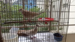 Dove Bird Ghughu Pakhi