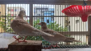 Dove Bird Ghughu Pakhi
