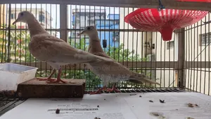 Dove Bird Ghughu Pakhi