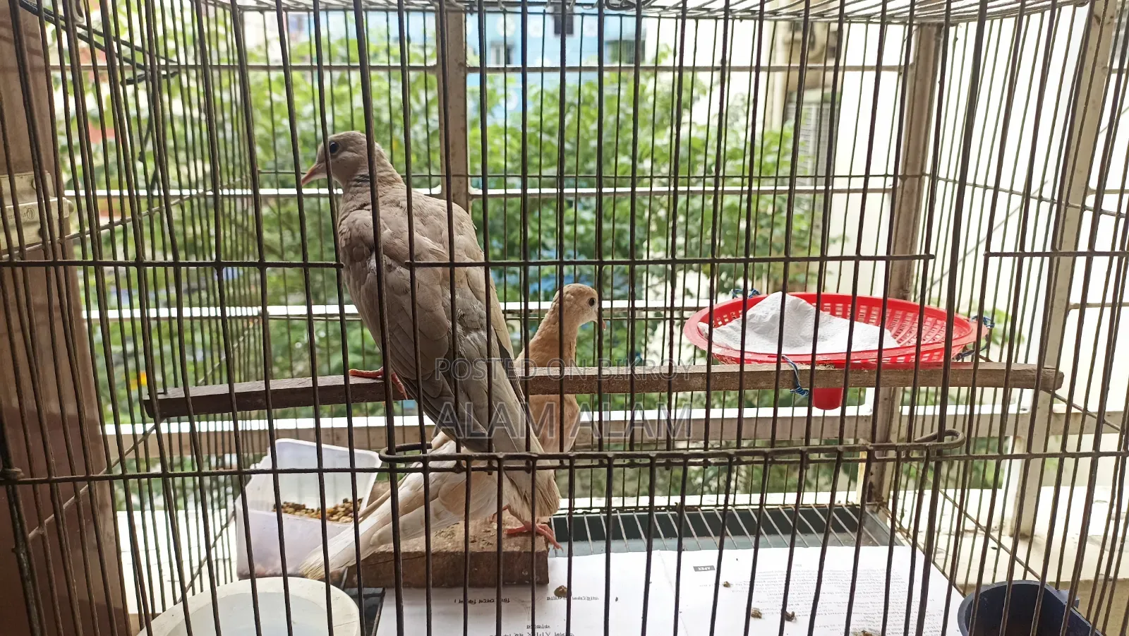 Dove Bird Ghughu Pakhi
