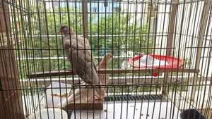 Dove Bird Ghughu Pakhi