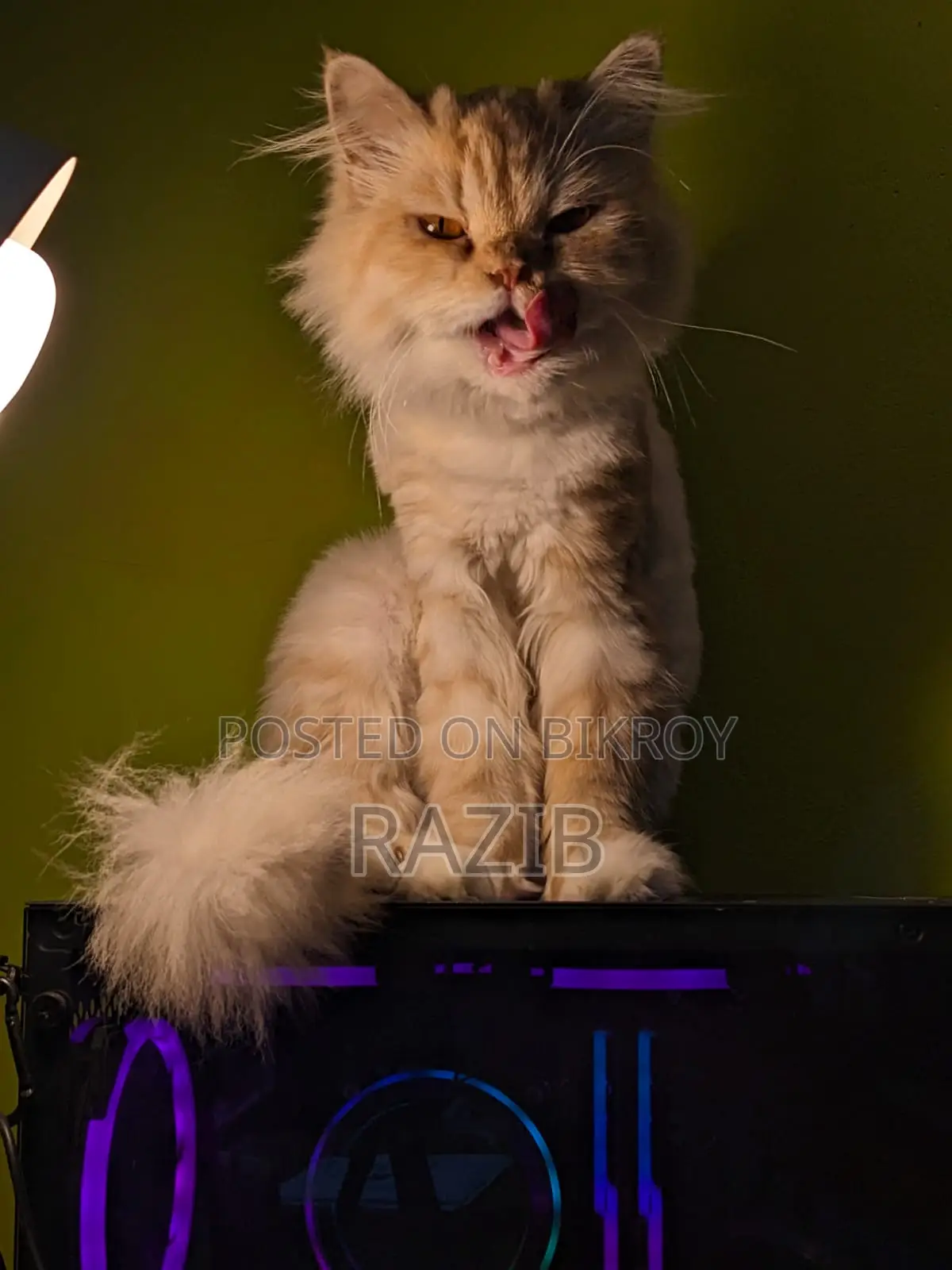 6-12 Months Female Purebred Persian