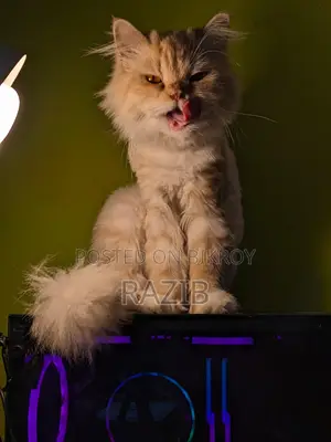 6-12 Months Female Purebred Persian