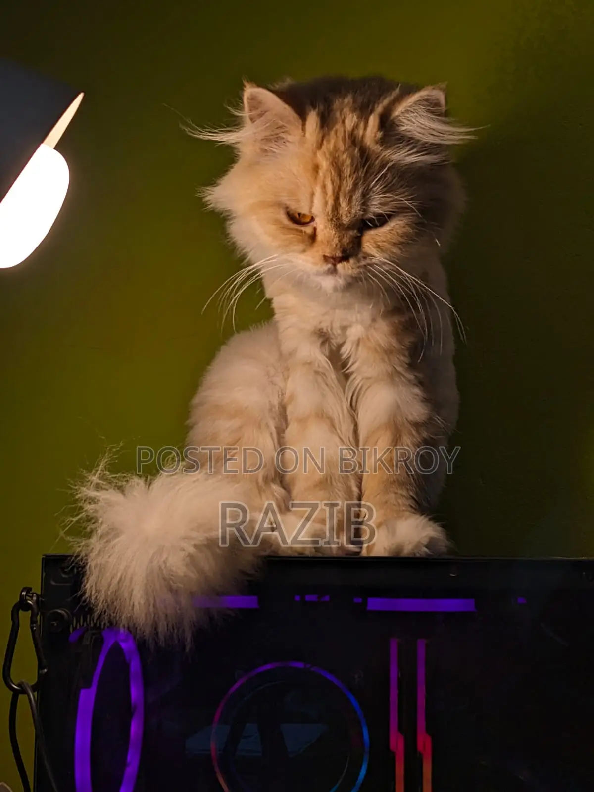6-12 Months Female Purebred Persian