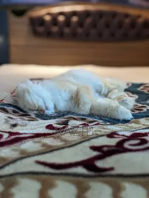 6-12 Months Female Purebred Persian