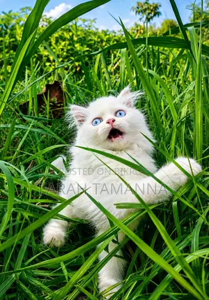 1-3 Months Female Purebred Persian