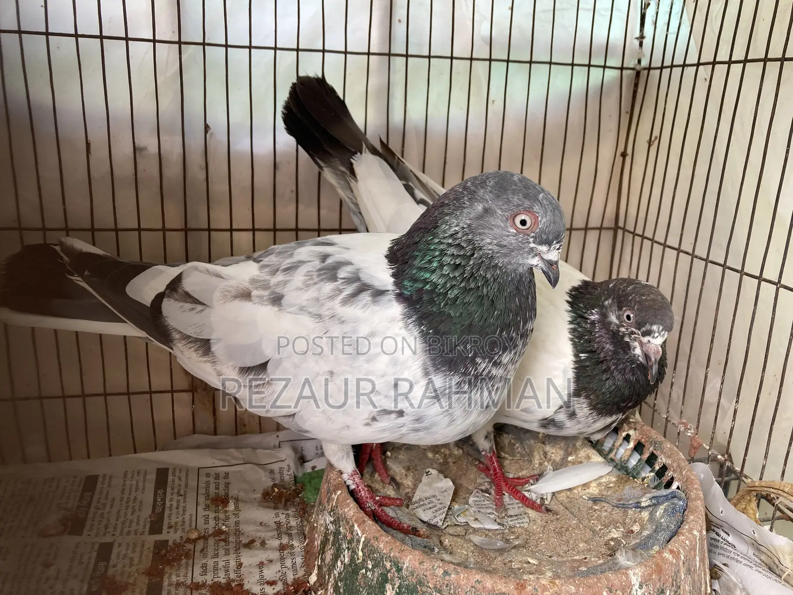 1 pair of running egg-laying pigeons for sale.