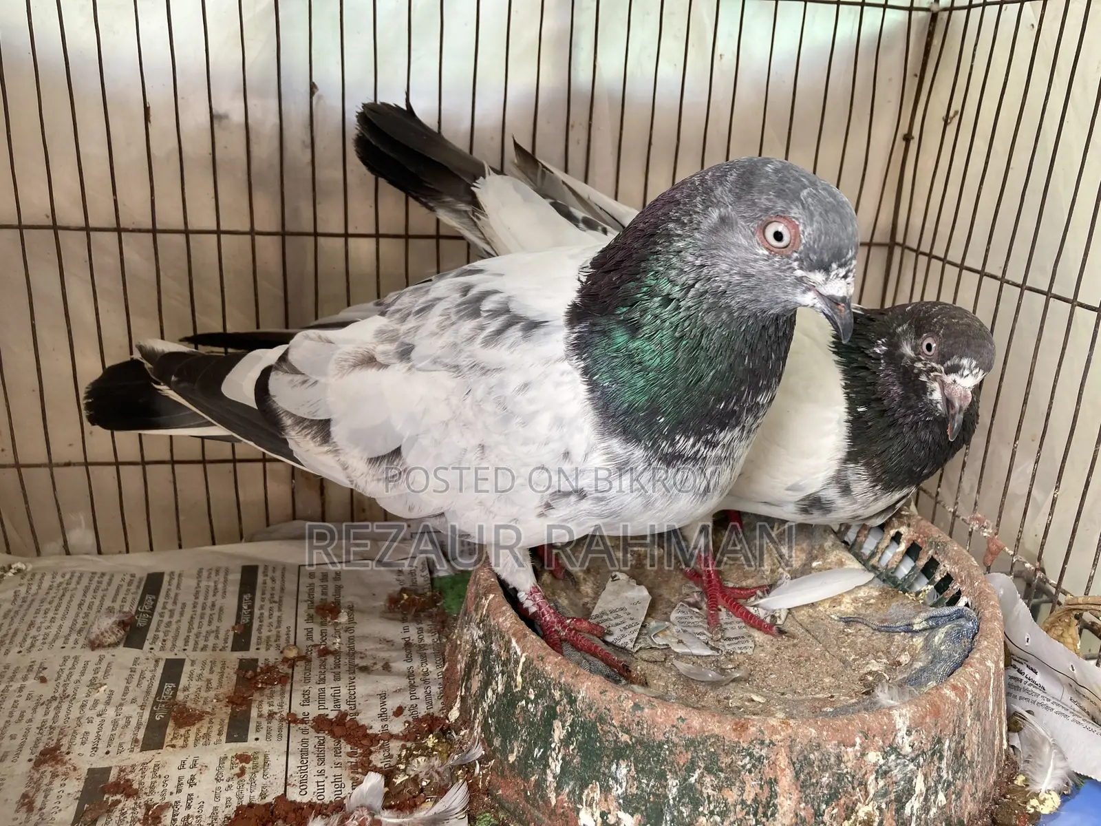1 pair of running egg-laying pigeons for sale.