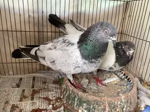 1 pair of running egg-laying pigeons for sale.
