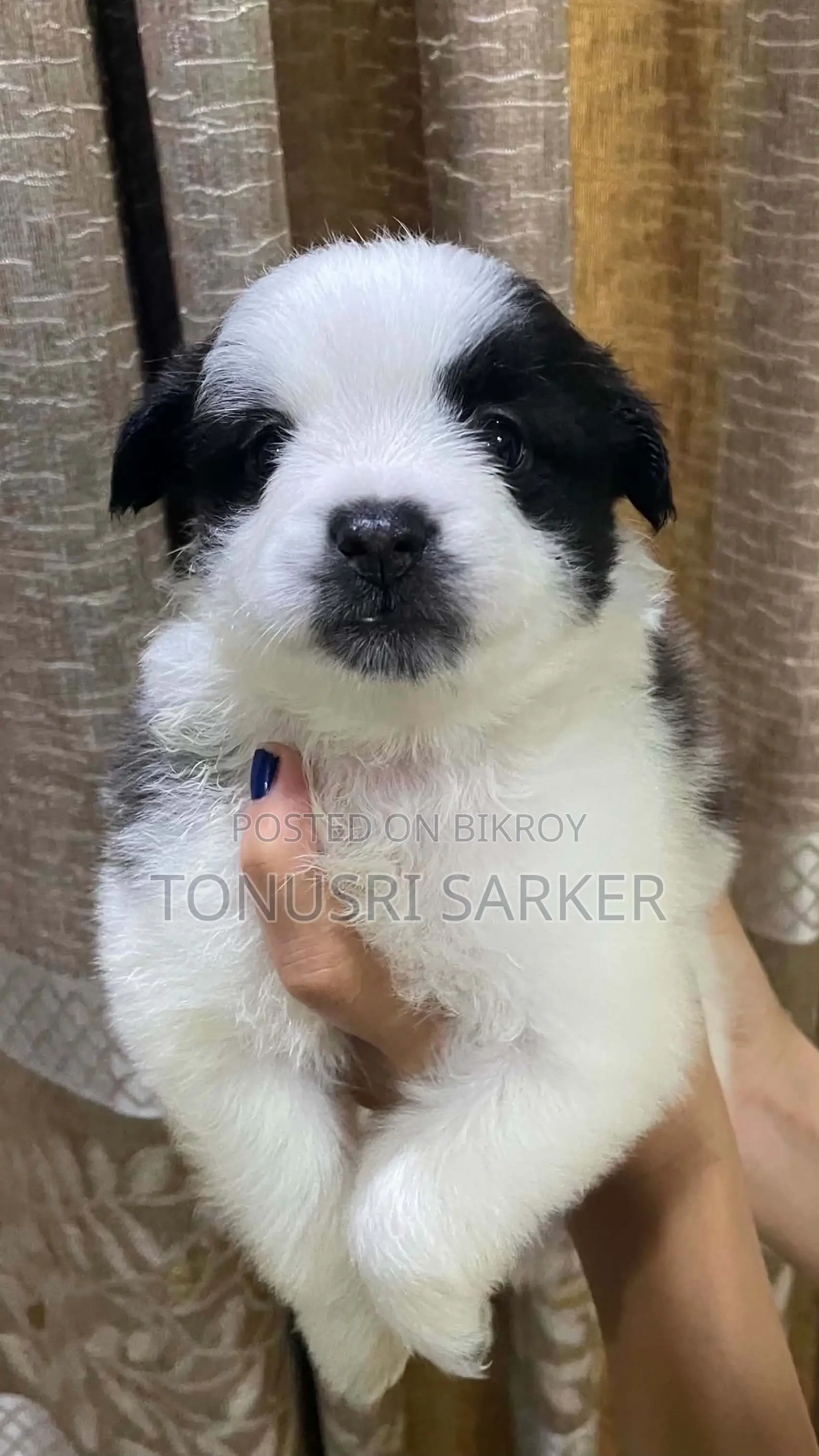1-3 Months Male Purebred Lhasa Apso