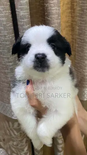 1-3 Months Male Purebred Lhasa Apso