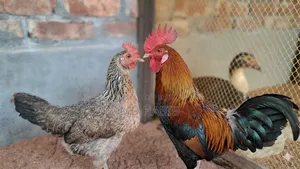 দুটো পিওর দেশি মুরগি বিক্রি হবে