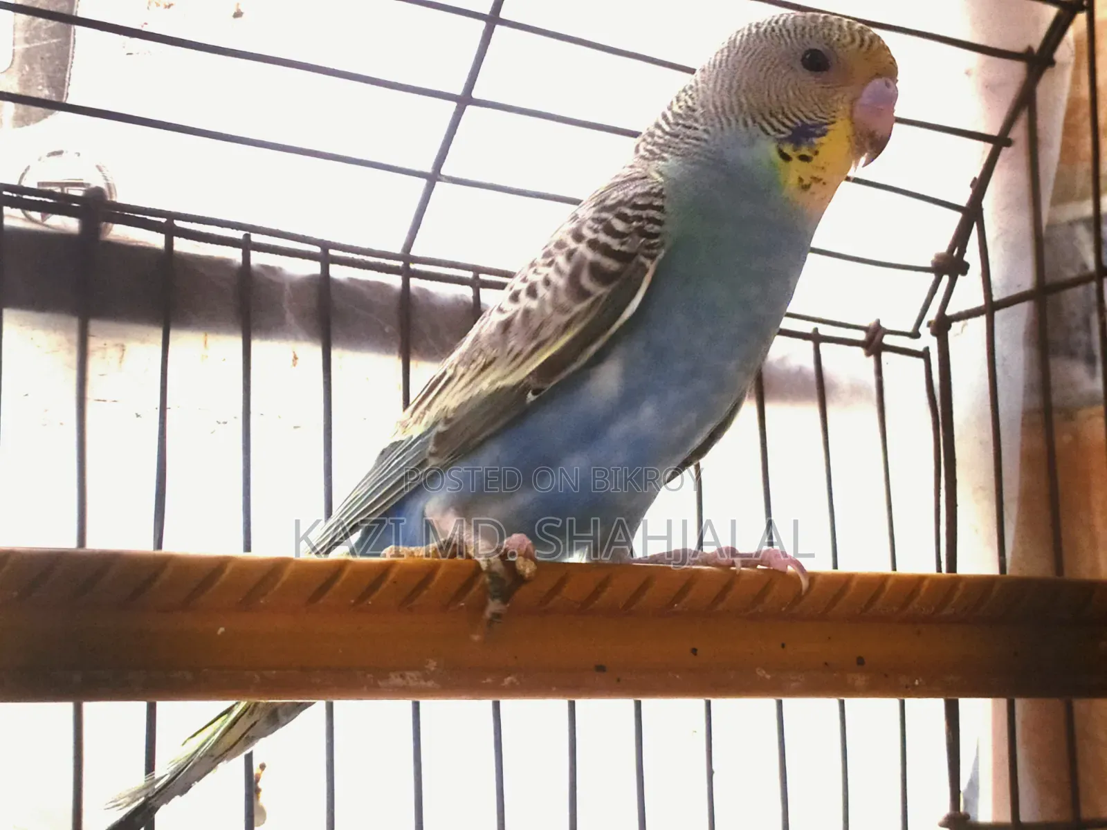 Budgerigar Bird