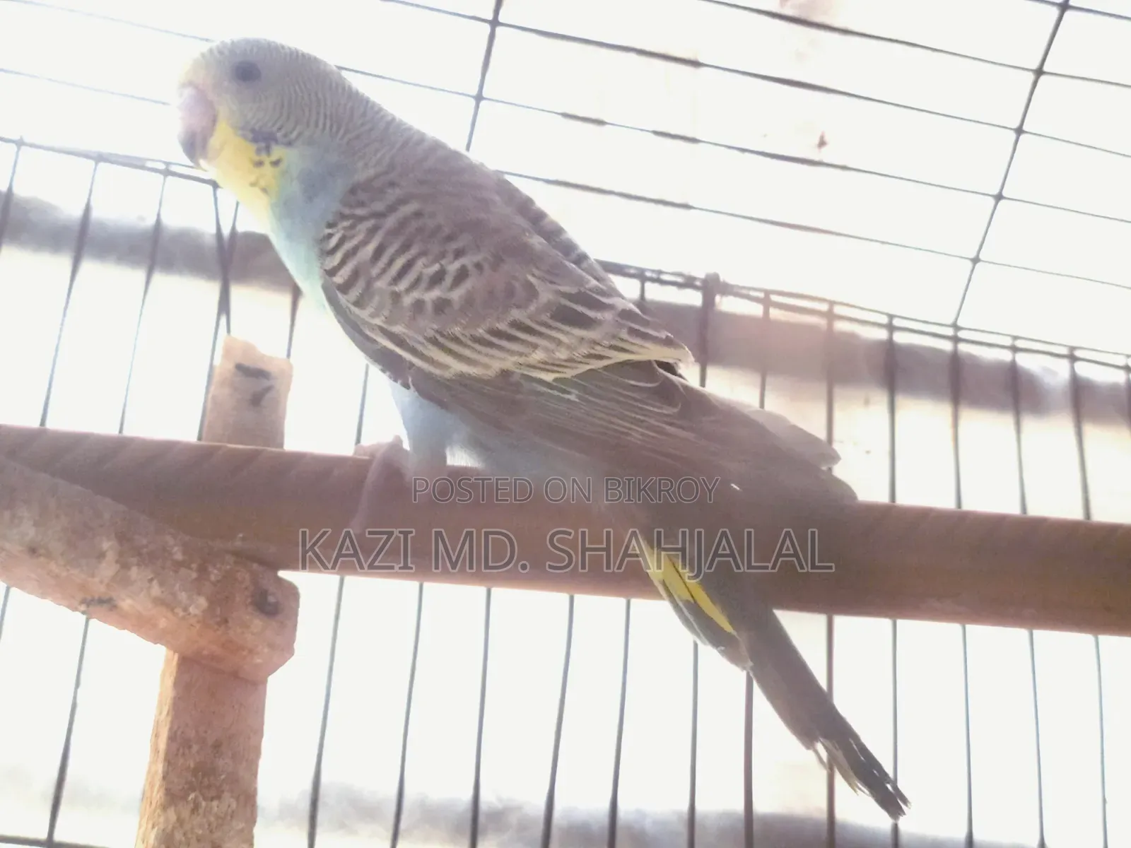 Budgerigar Bird