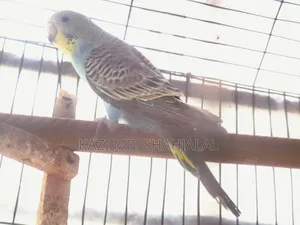 Budgerigar Bird