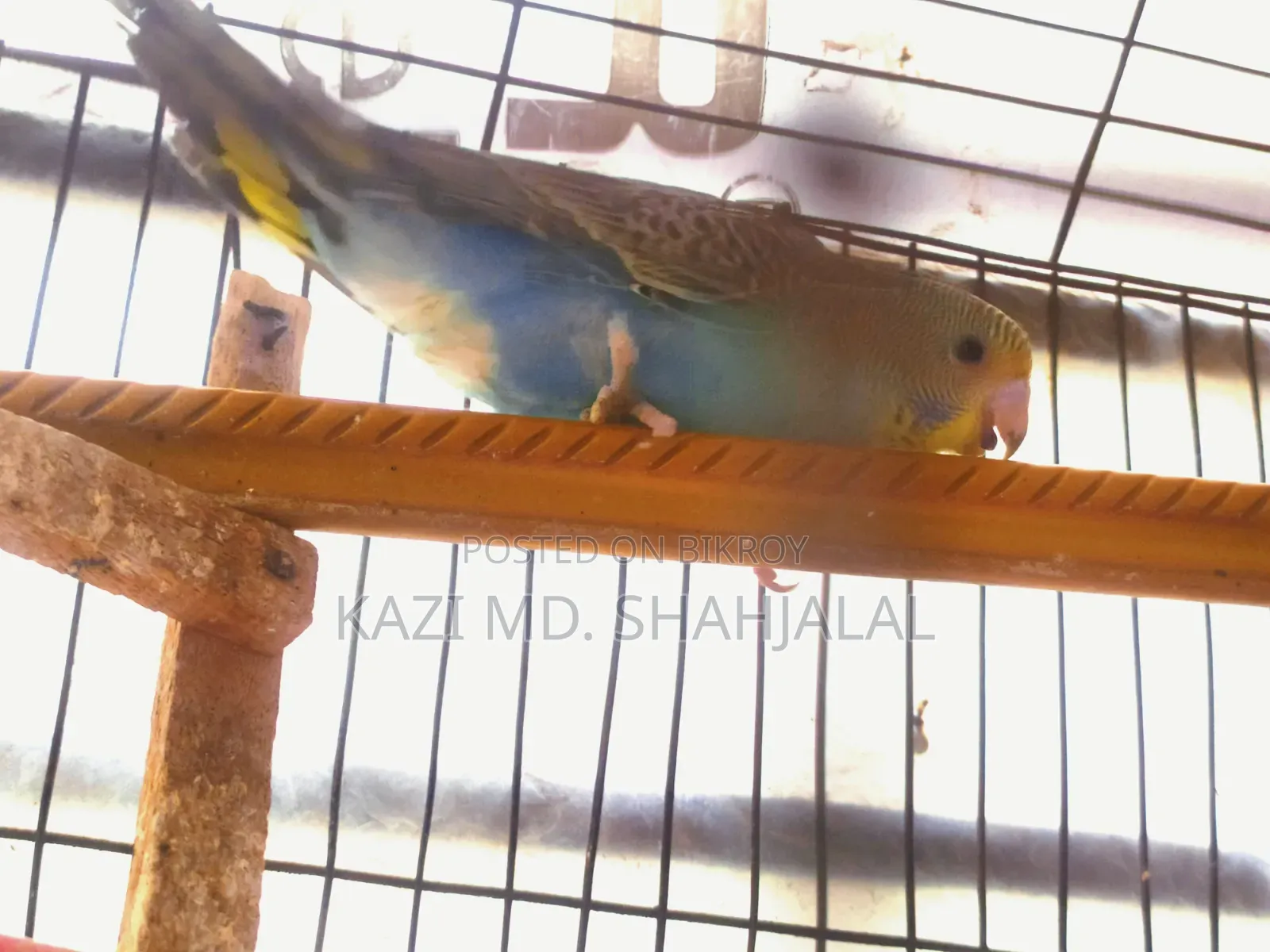 Budgerigar Bird