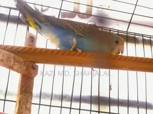 Budgerigar Bird