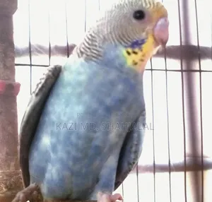 Budgerigar Bird