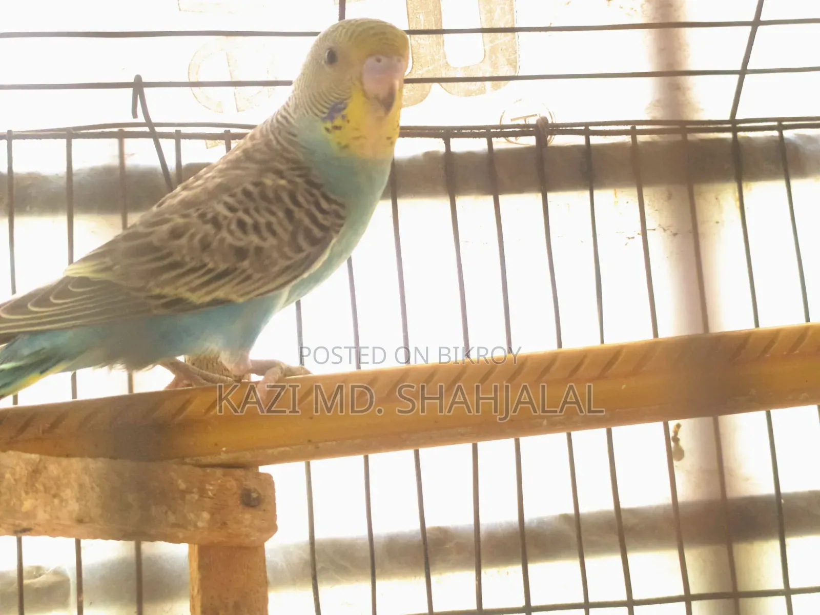 Budgerigar Bird