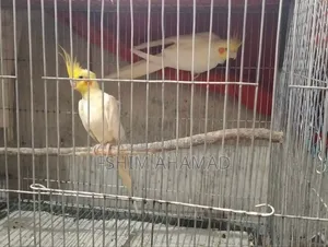 Lutino Running Pakhi