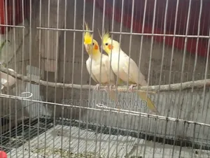 Lutino Running Pakhi
