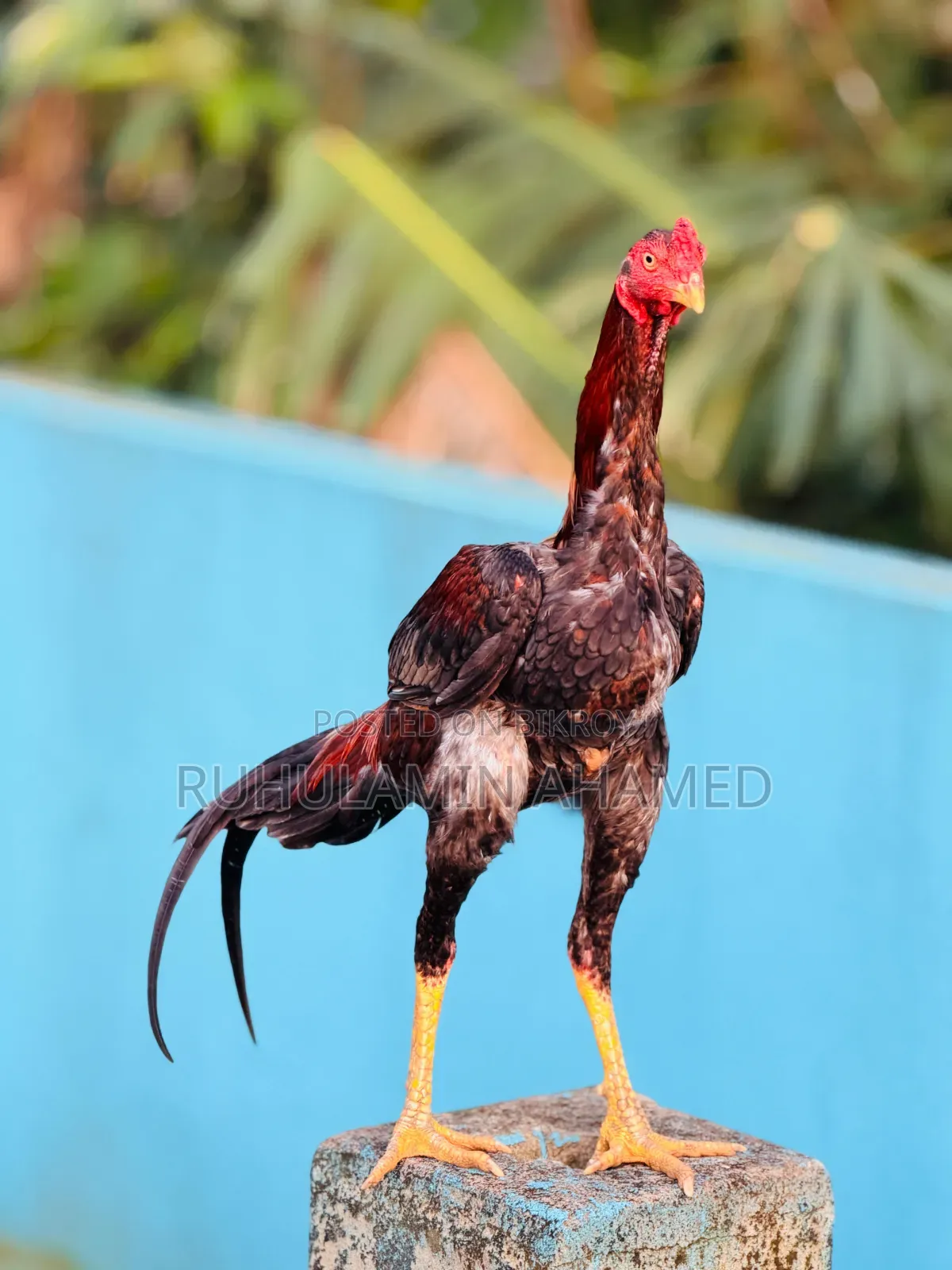 Sorali Rooster