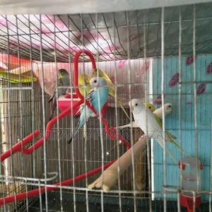 Budgerigar Bird