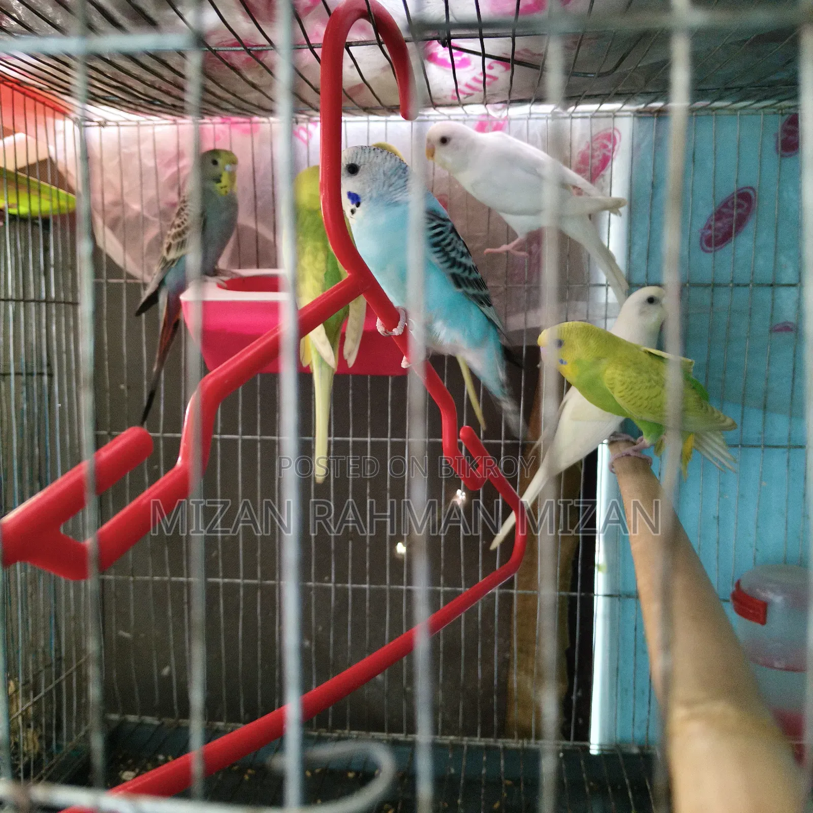 Budgerigar Bird
