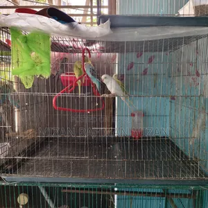 Budgerigar Bird