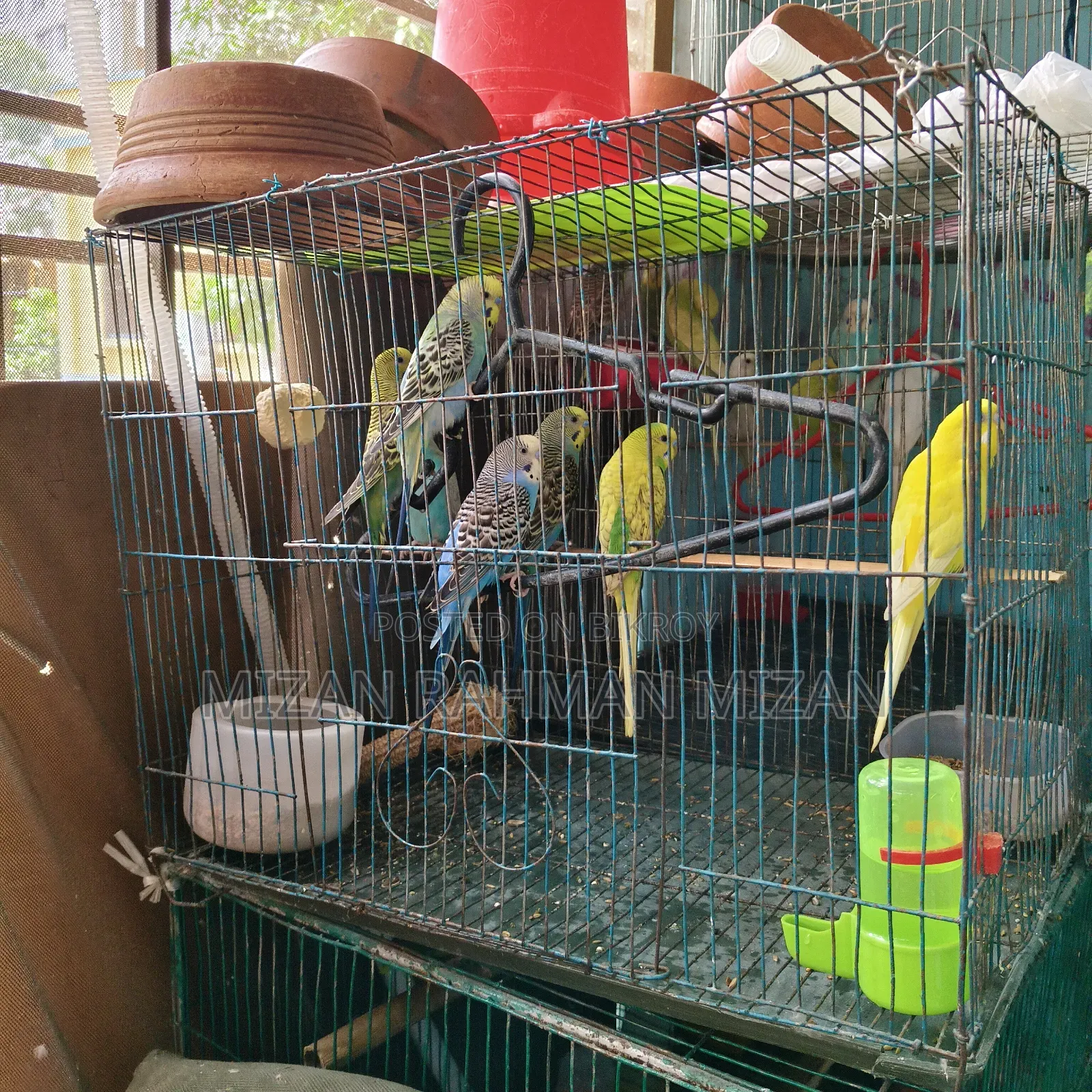 Budgerigar Bird