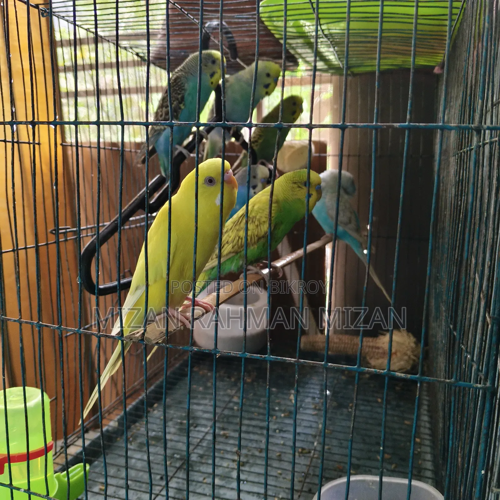 Budgerigar Bird