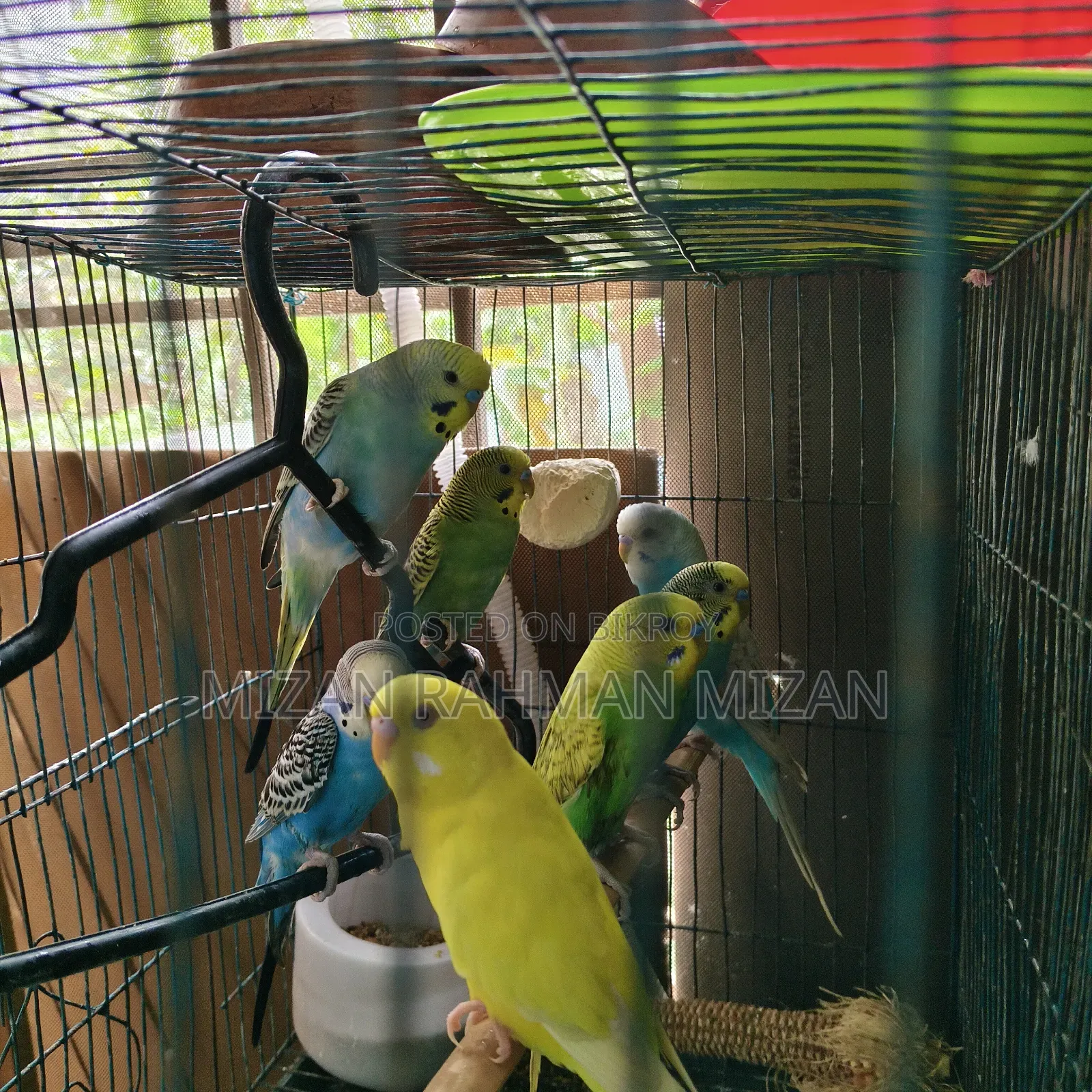 Budgerigar Bird