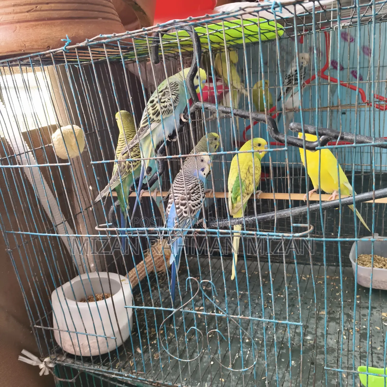 Budgerigar Bird
