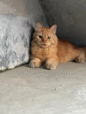 6-12 Months Female Purebred Persian