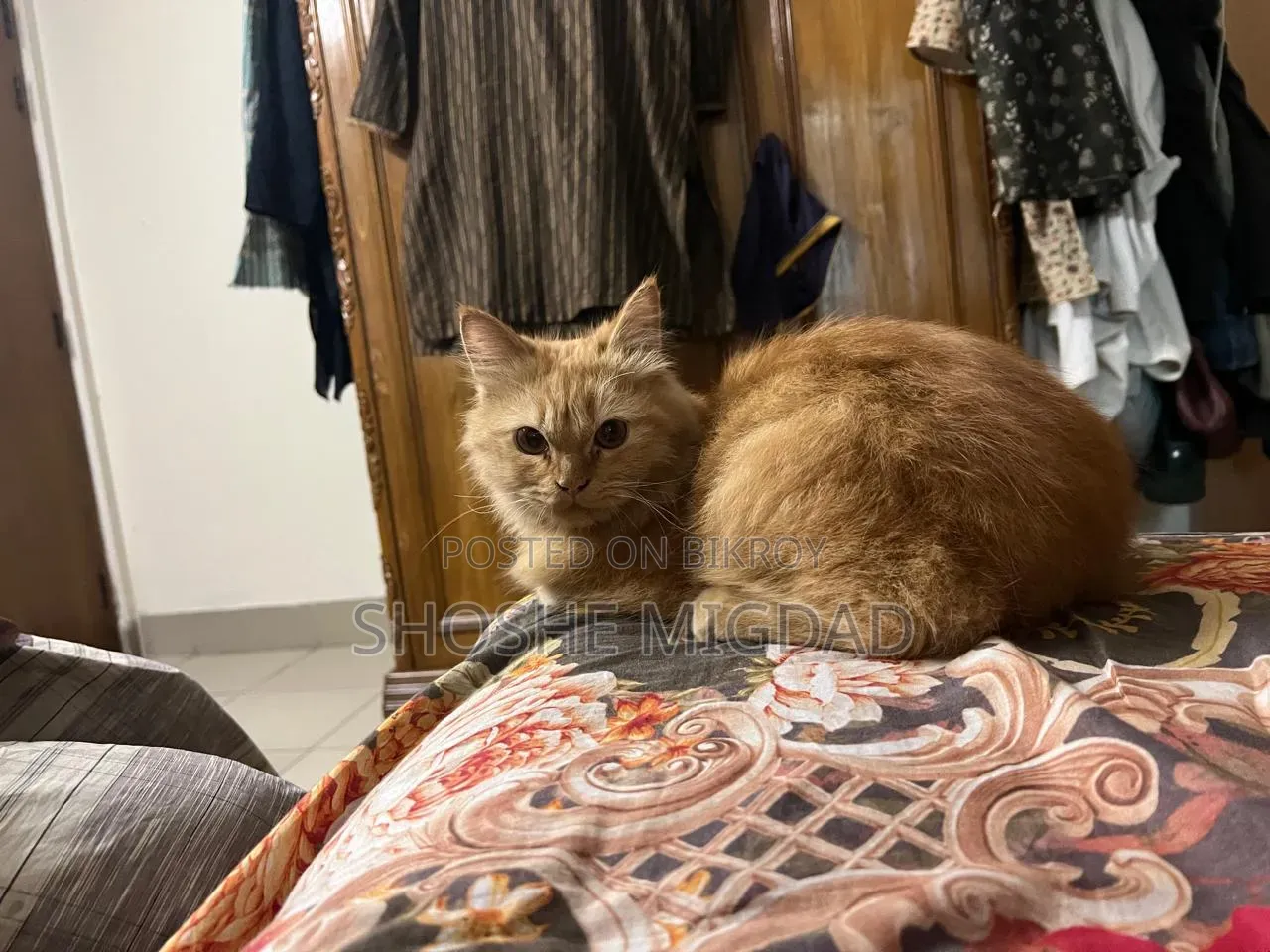 6-12 Months Female Purebred Persian