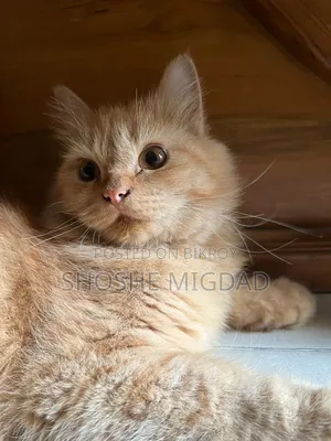6-12 Months Female Purebred Persian