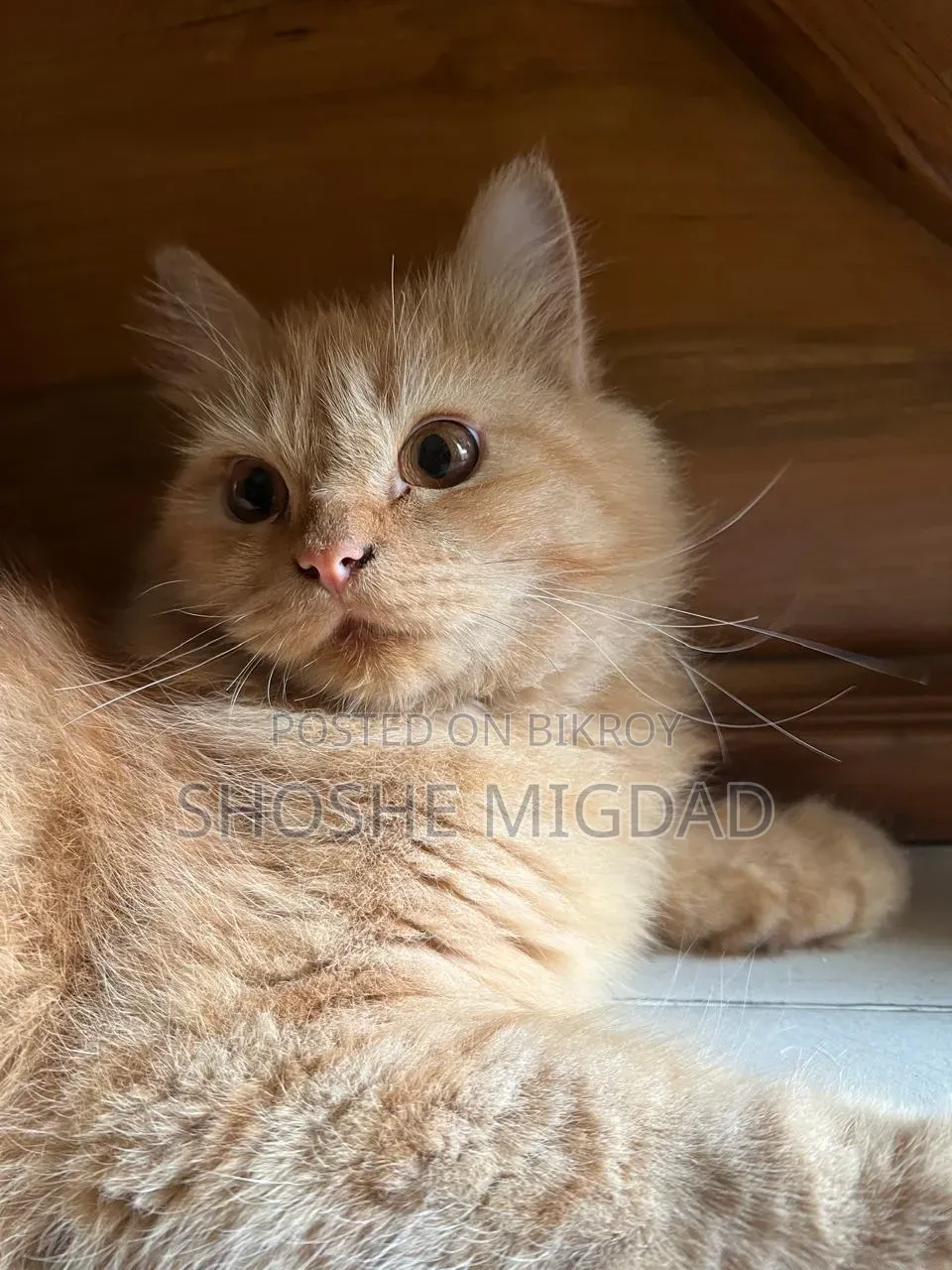 6-12 Months Female Purebred Persian