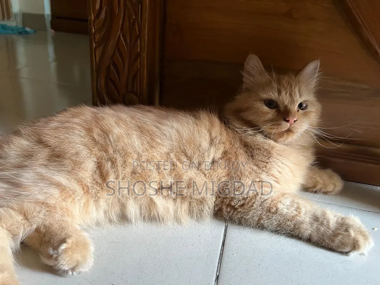 6-12 Months Female Purebred Persian