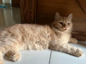 6-12 Months Female Purebred Persian