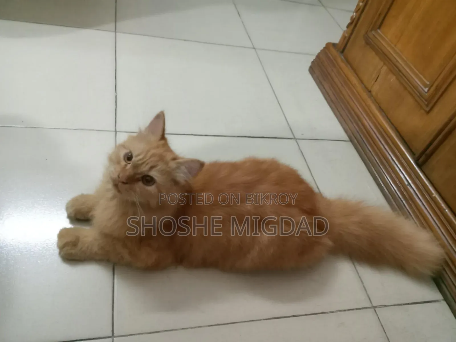 6-12 Months Female Purebred Persian