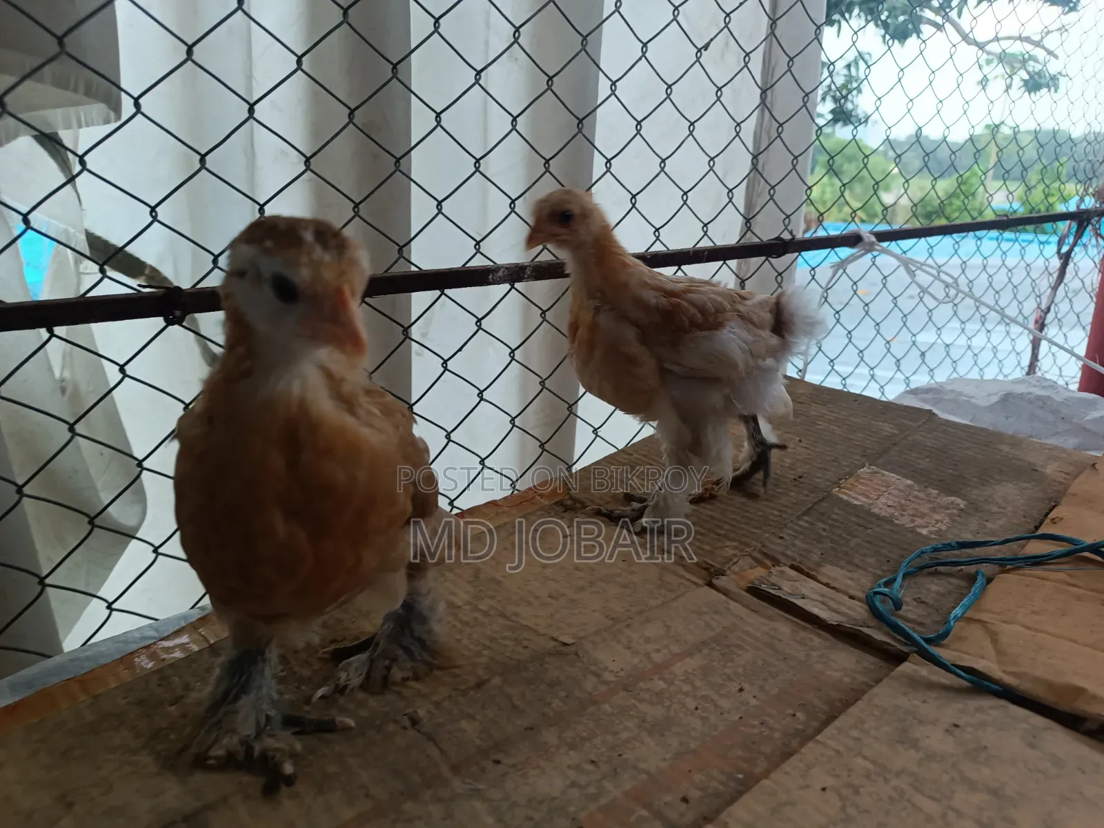 Black Cochin and Buff Brahma Chicks
