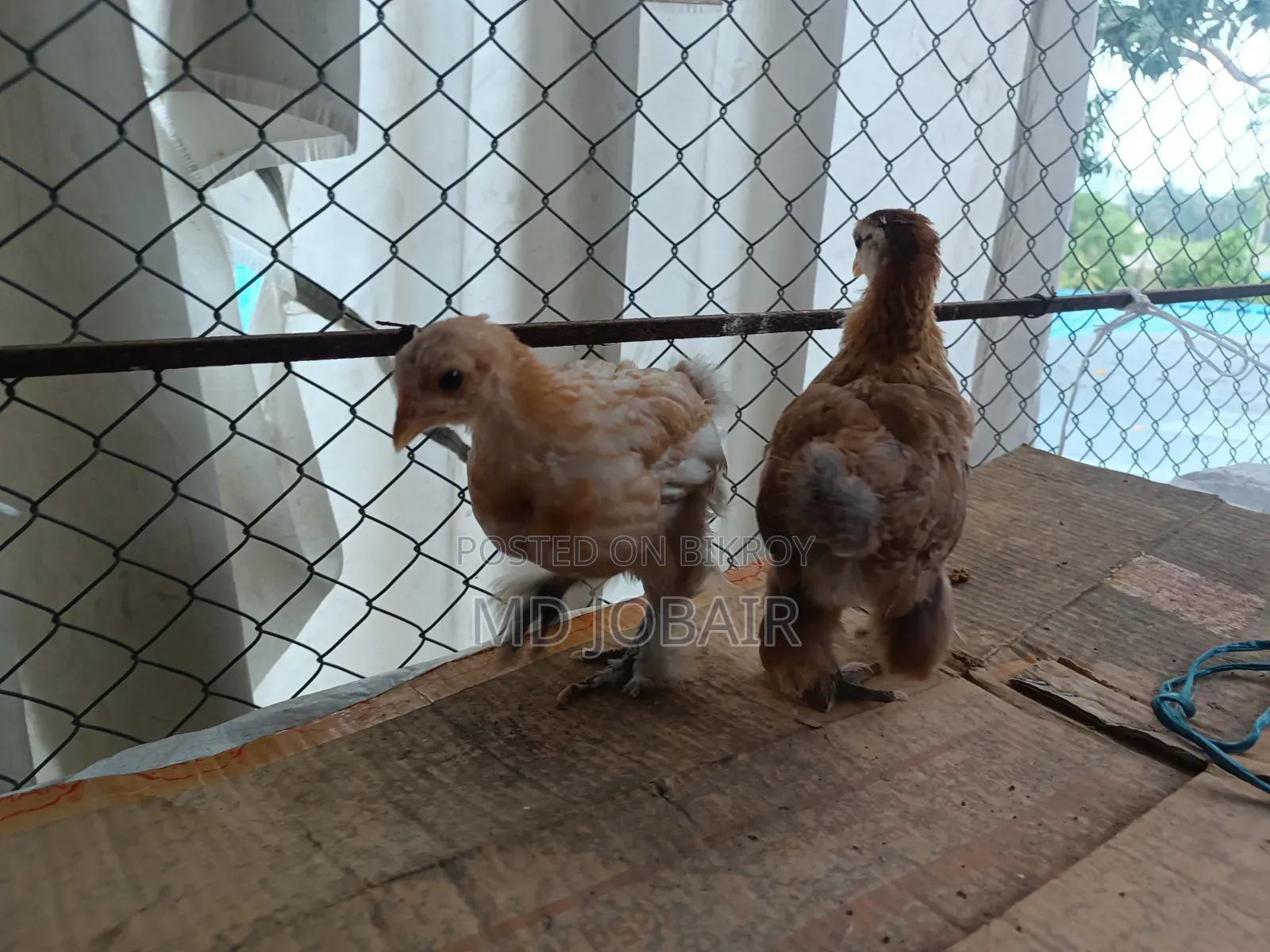 Black Cochin and Buff Brahma Chicks