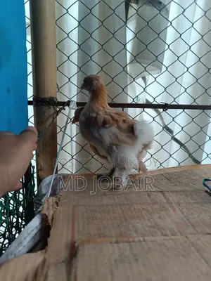 Black Cochin and Buff Brahma Chicks
