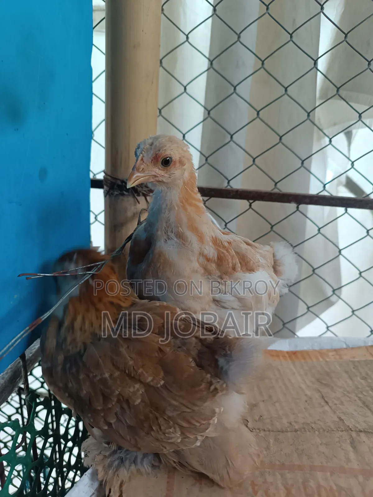 Black Cochin and Buff Brahma Chicks