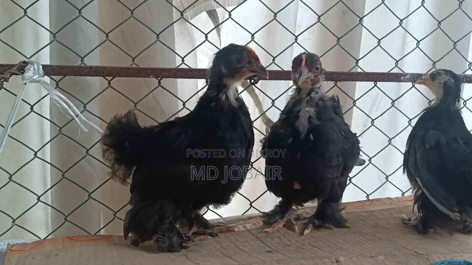 Black Cochin and Buff Brahma Chicks