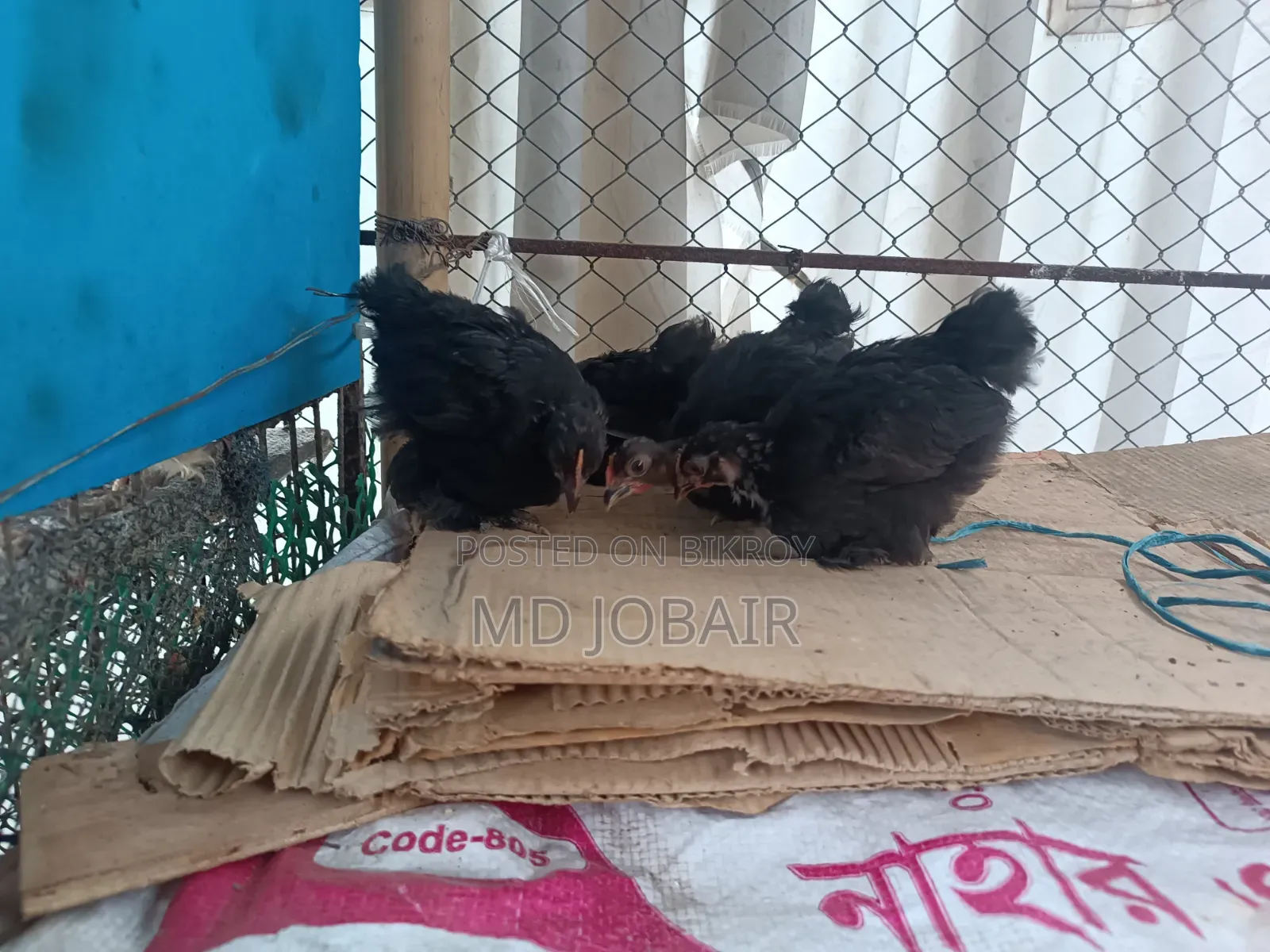 Black Cochin and Buff Brahma Chicks