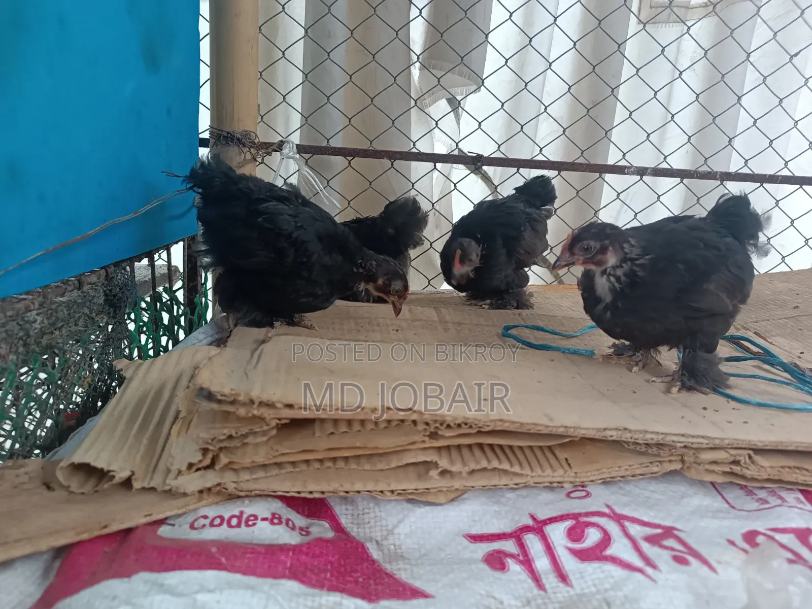 Black Cochin and Buff Brahma Chicks