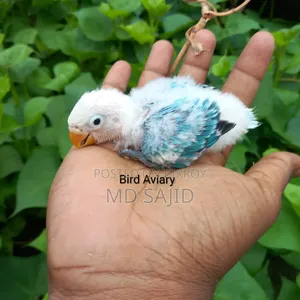 Blue Opaline Fixed Price