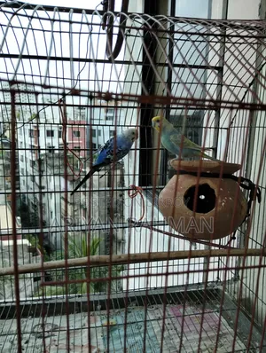 One Blue Rare Male Budgie and Not Rare Female Full Set Up