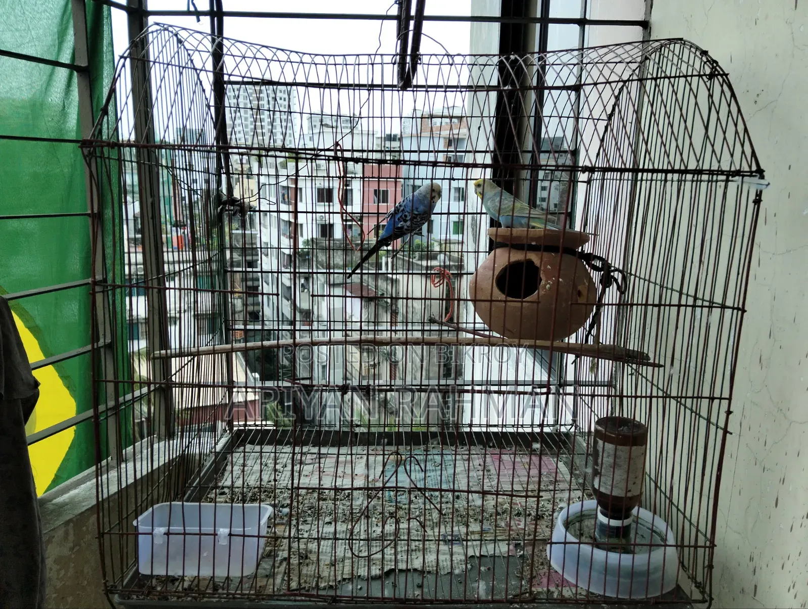 One Blue Rare Male Budgie and Not Rare Female Full Set Up